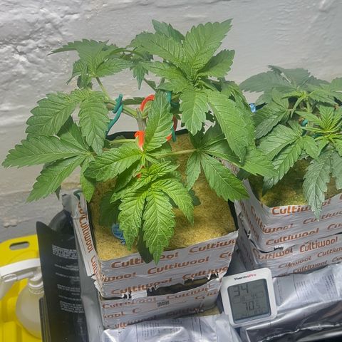 Panther Piss growlog timeline photo