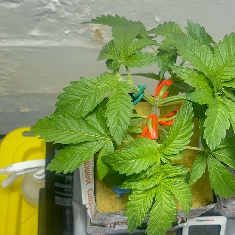 Panther Piss growlog timeline photo