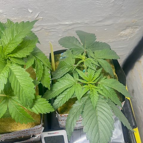 Panther Piss growlog timeline photo