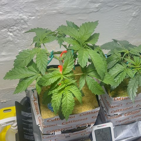 Panther Piss growlog timeline photo