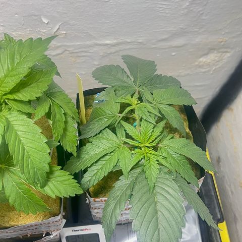 Panther Piss growlog timeline photo