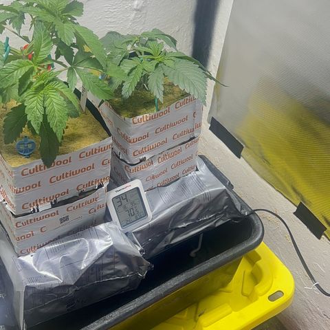 Panther Piss growlog timeline photo