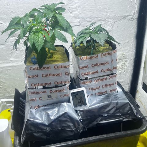 Panther Piss growlog timeline photo