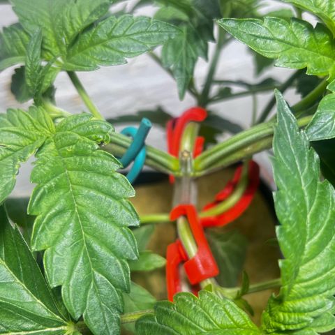 Panther Piss growlog timeline photo