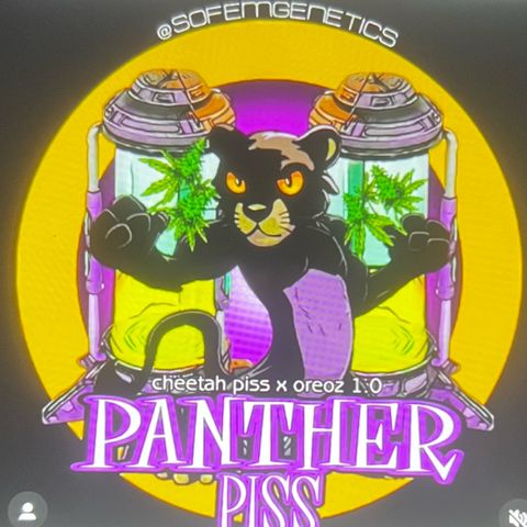 Panther Piss growlog timeline photo