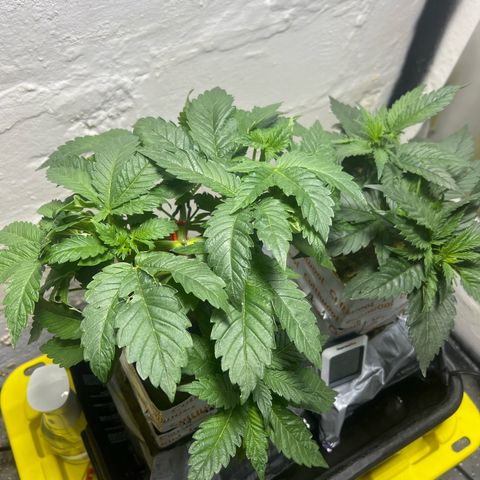 Panther Piss growlog timeline photo