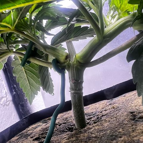 Panther Piss growlog timeline photo