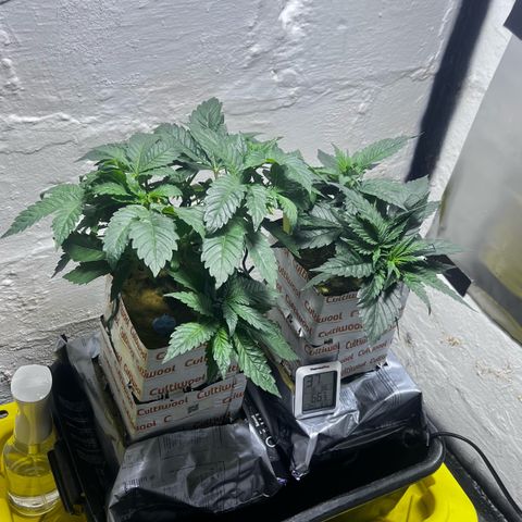 Panther Piss growlog timeline photo