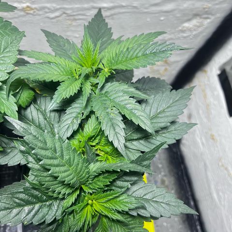 Panther Piss growlog timeline photo