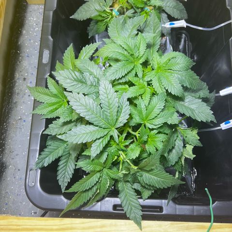 Panther Piss growlog timeline photo