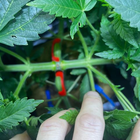 Panther Piss growlog timeline photo