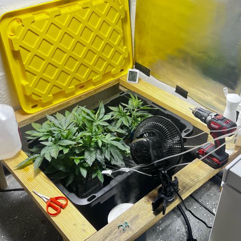 Panther Piss growlog timeline photo