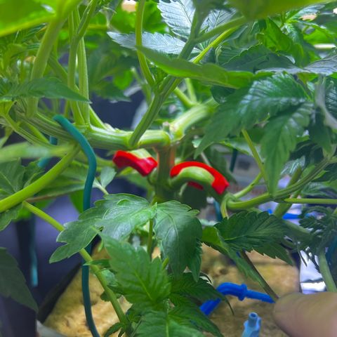 Panther Piss growlog timeline photo
