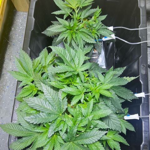 Panther Piss growlog timeline photo