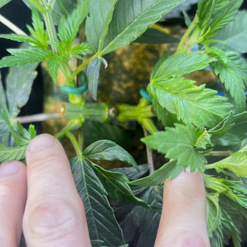Panther Piss growlog timeline photo