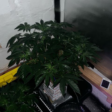 Panther Piss growlog photo: Photos of plants sleeping before waking up to new red light and first sleep of 12 straight hours