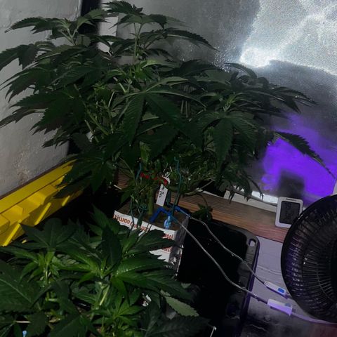 Panther Piss growlog photo: Photos of plants sleeping before waking up to new red light and first sleep of 12 straight hours