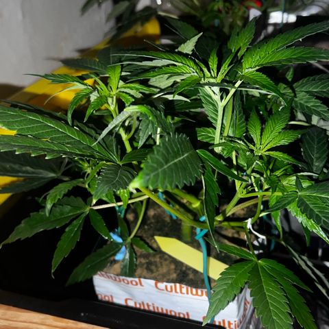 Panther Piss growlog photo: Photos of plants sleeping before waking up to new red light and first sleep of 12 straight hours