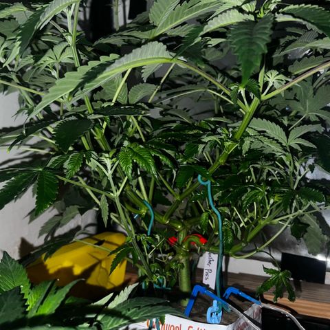 Panther Piss growlog photo: Photos of plants sleeping before waking up to new red light and first sleep of 12 straight hours
