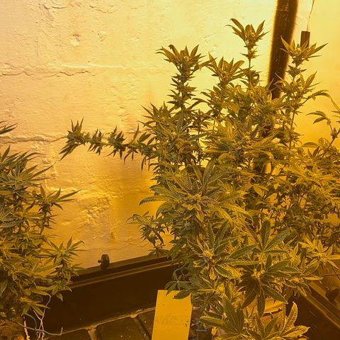Panther Piss growlog timeline photo