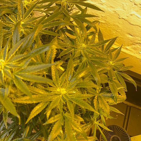 Panther Piss growlog timeline photo