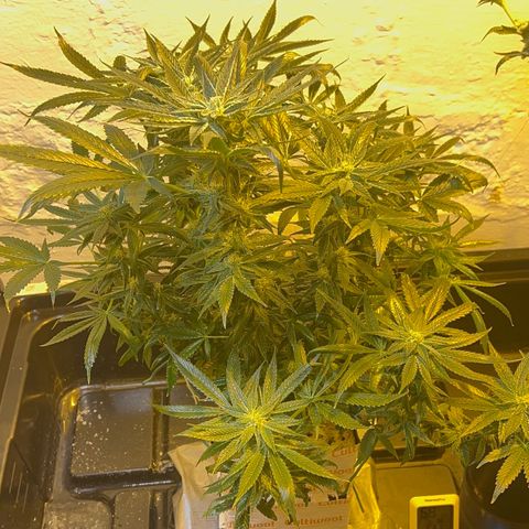 Panther Piss growlog timeline photo
