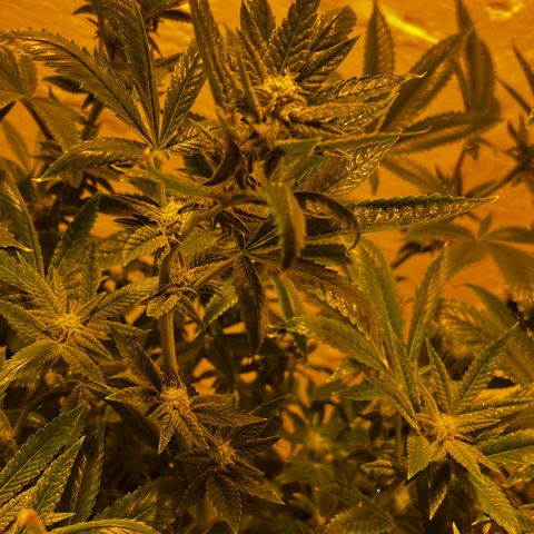 Panther Piss growlog timeline photo