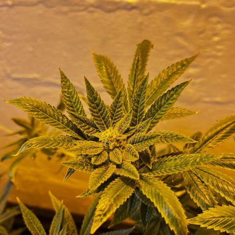 Panther Piss growlog timeline photo
