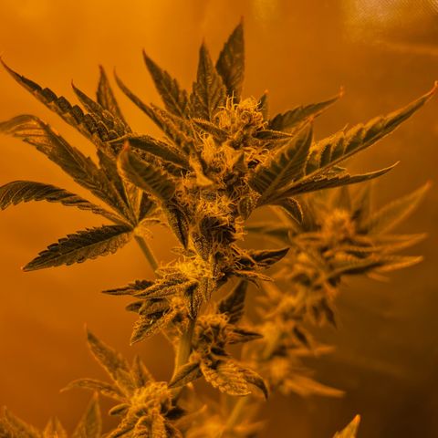 Panther Piss growlog timeline photo