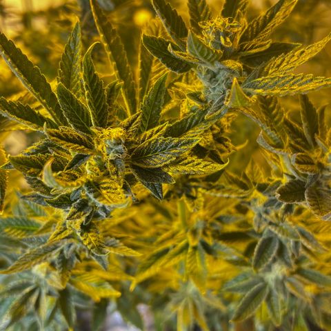 Panther Piss growlog photo: Beginning on Week number 7 of 9