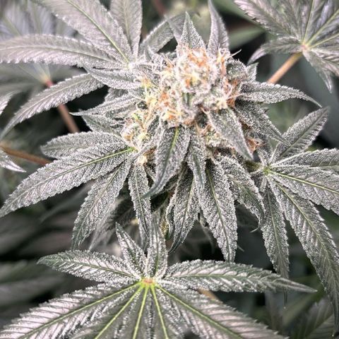 Panther Piss growlog photo: Beginning on Week number 7 of 9