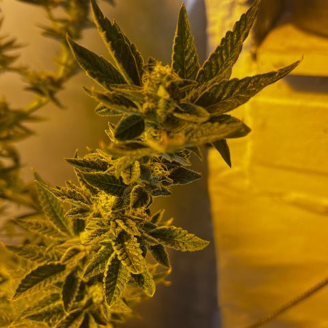 Panther Piss growlog photo: Beginning on Week number 7 of 9