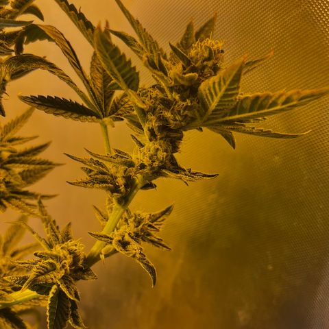 Panther Piss growlog photo: Beginning on Week number 7 of 9