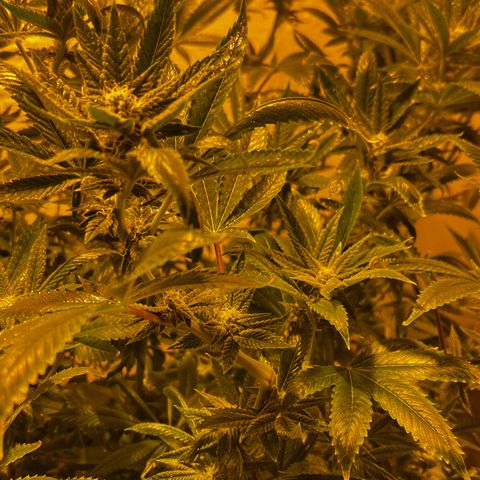 Panther Piss growlog timeline photo