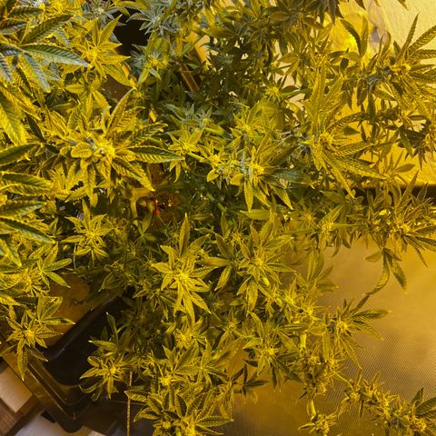 Panther Piss growlog photo: Beginning on Week number 7 of 9