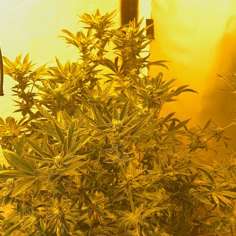 Panther Piss growlog timeline photo