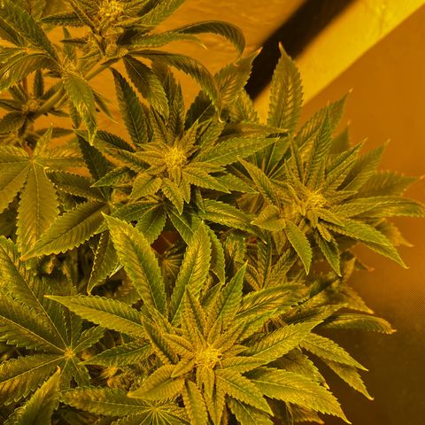 Panther Piss growlog timeline photo