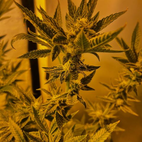 Panther Piss growlog timeline photo