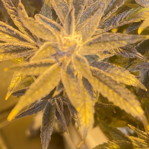 Panther Piss growlog photo: Last pictures before drying 