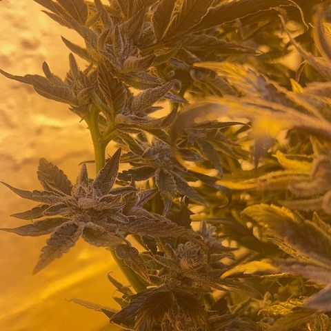 Panther Piss growlog photo: Last pictures before drying 