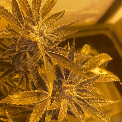 Panther Piss growlog photo: Last pictures before drying 