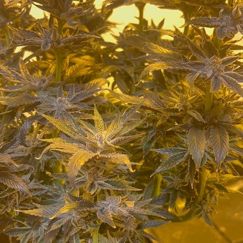 Panther Piss growlog photo: Last pictures before drying 