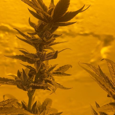 Panther Piss growlog photo: Last pictures before drying 