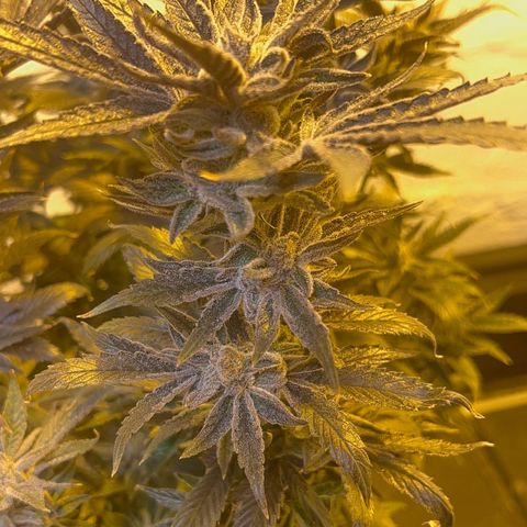 Panther Piss growlog photo: Last pictures before drying 