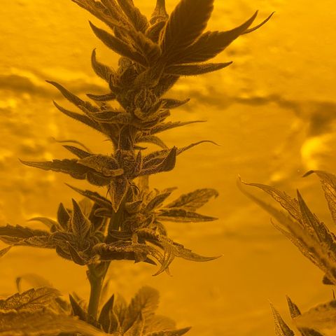 Panther Piss growlog photo:  More pictures of the last of the light