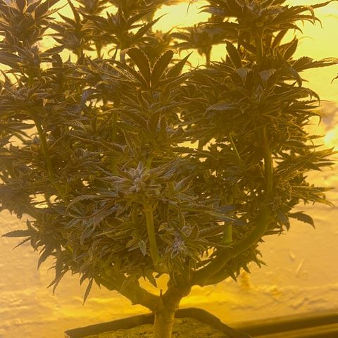 Panther Piss growlog photo:  More pictures of the last of the light