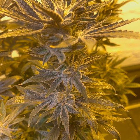 Panther Piss growlog photo:  More pictures of the last of the light
