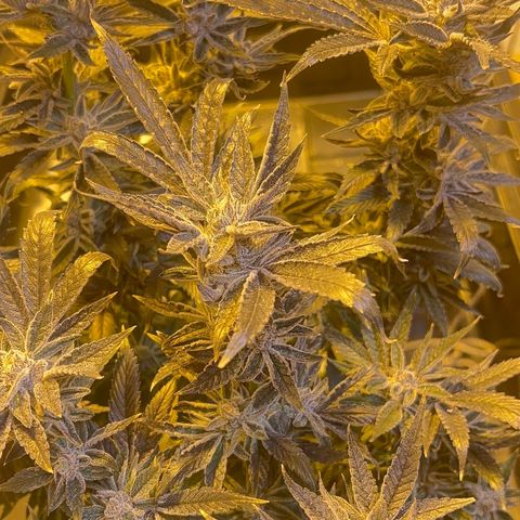 Panther Piss growlog photo:  More pictures of the last of the light