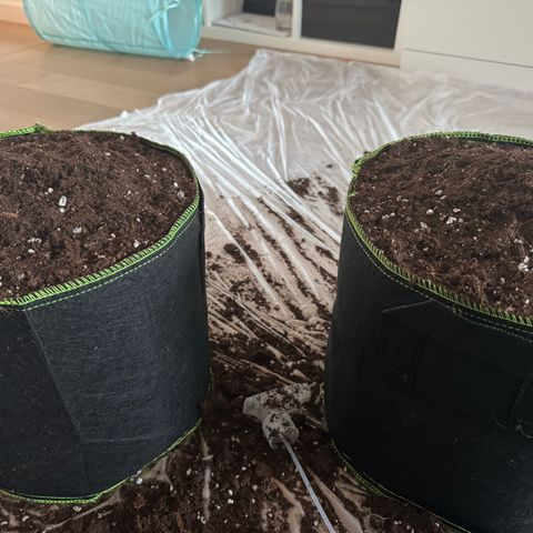 Wedding Cake Auto by Boston ❤️❤️🪴🌱 growlog timeline photo