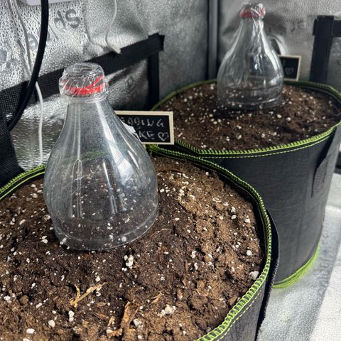 Wedding Cake Auto by Boston ❤️❤️🪴🌱 growlog timeline photo
